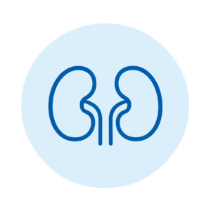 Icono minimalista de riñones azules